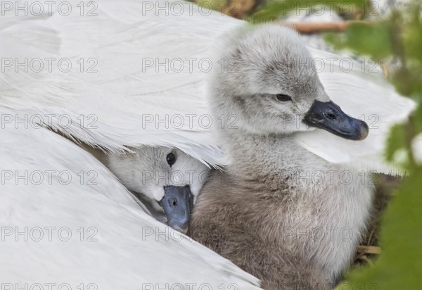 Mute swan (Cygnus olor), close-up, two chicks sitting close together under white wing feathers in their mother's plumage, Heidelberg, Baden-Württemberg, Germany