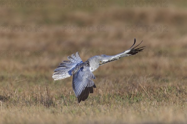 Hen harrier (Circus cyaneus), close-up, grey male flies with outstretched wings and erect tail feathers in a hunting flight over a meadow shortly in front of grabbing a mouse, Brandenburg, Germany