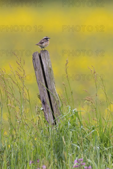 Whinchat (Saxicola rubetra) male sitting on wooden fence post in front of yellow and purple flowering meadow in spring, Hesse, Germany