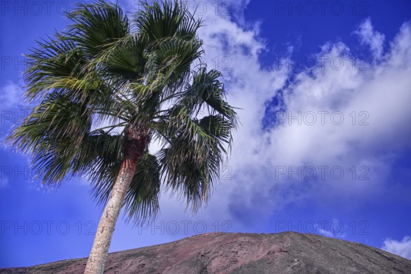 Tall palm tree against a clear blue sky with white clouds, Playa Blanca Lanzarote