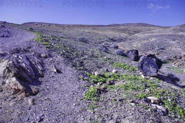 Arid landscape with sparse vegetation and large boulders under a clear sky, Playa Quemada, Yaiza Lanzarote