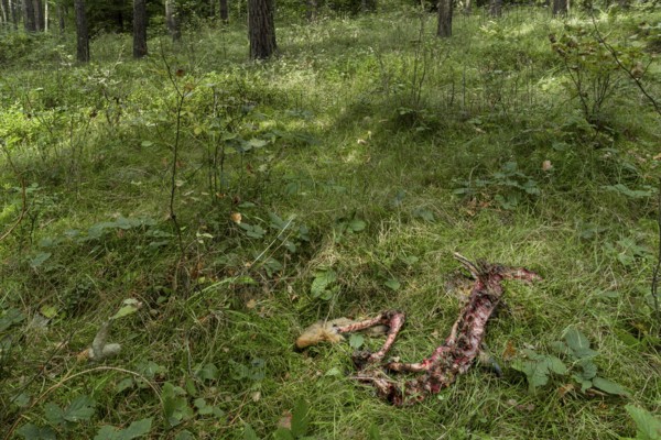 A female roe deer (Capreolus capreolus) killed by a wolf (Canis lupus) 3 days earlier, even the ribs were eaten, only the legs and the spine remain, dead, kill, victim, Germany