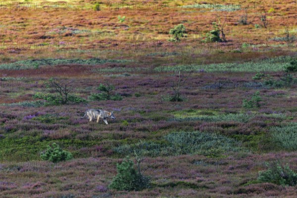 It is a feeling of joy, humility and a confirmation of your own actions when, after three years of searching, you can finally observe your target without it taking flight, a big thank you to the young wolves (Canis lupus), broom heather, heather blossom, heathland, Denmark