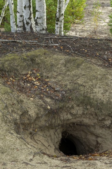 An abandoned wolf den (Canis lupus) in Saxony, Germany