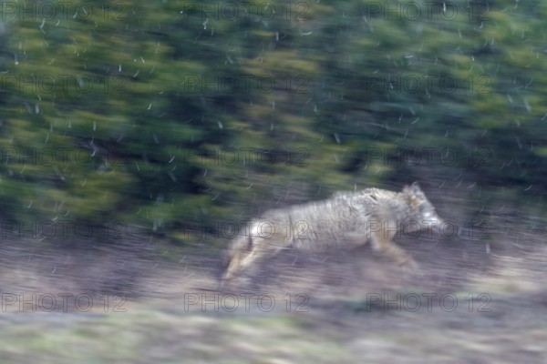 My first encounter with a wild wolf (Canis lupus) in Germany was unfortunately short-lived, it took place on 7 April 2012, snowfall, Easter, escape, Germany