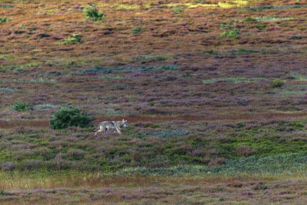 Similar to an old wolf (Canis lupus), the wolf pup moves purposefully across the autumn heath, heather, heather blossom, heathland, Denmark