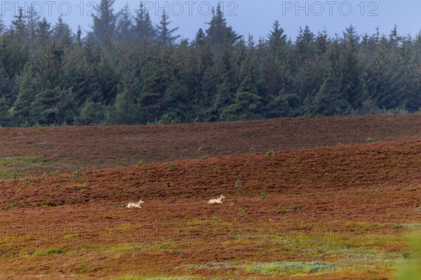 Wolf pups (Canis lupus) roaming a heathland, heather, heather blossom, Denmark