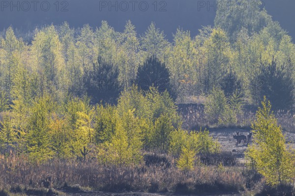 Wolves (Canis lupus) in the late morning in a birch forest, lignite, open-cast mine, Germany