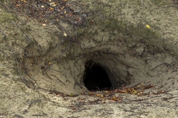 Direct view of an abandoned wolf den (Canis lupus), Germany