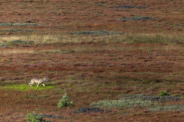 A last photo of the wolf pup (Canis lupus), a short time later it wanders into a dense pine forest, broom heather, heather blossom, heath landscape, Denmark