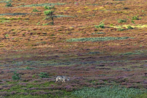 While the wolf pup (Canis lupus) has probably become aware of a mouse, the heathland begins to glow in the first sunlight, broom heather, heather blossom, heathland, Denmark