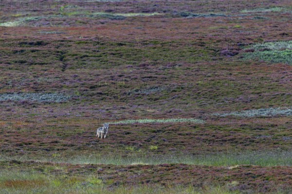 Almost unnoticed, the fourth wolf pup (Canis lupus) has approached and is watching me with interest, broom heather, heather blossom, heathland, Denmark