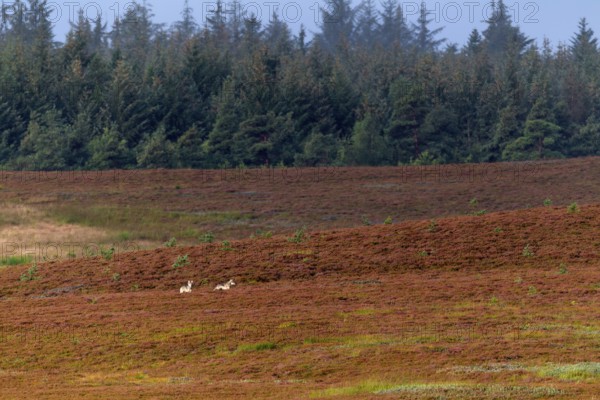 Wolf pups (Canis lupus) roaming a heath landscape in the first morning light, broom heather, heather blossom, Denmark