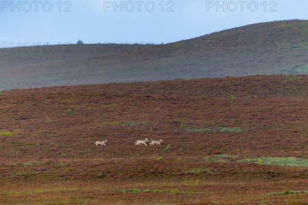 The 3 wolf pups (Canis lupus) are still travelling together across the heath, in a few minutes a young wolf will turn off and wander over the hills in the background, broom heather, heather blossom, heath landscape, Denmark
