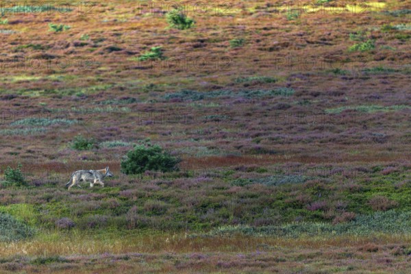 My presence doesn't seem to bother the fourth wolf pup (Canis lupus), an adult wolf would probably have fled immediately, heather, heather blossom, heathland, Denmark