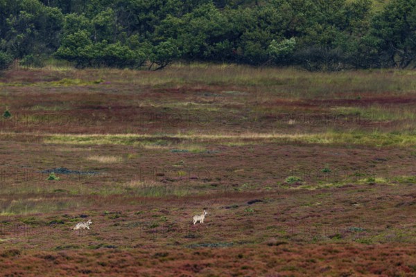 After a young wolf (Canis lupus) has separated from its siblings, the 2 pups meet a pack of red deer (Cervus elaphus) grazing in the distance, which retreats again a short time later, heather, heather blossom, heath landscape, Denmark