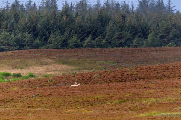 4 - 5 month old wolf pups (Canis lupus) walking in a heath landscape, heather, heather blossom, Denmark