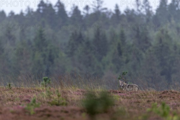 An approximately 4-month-old wolf pup (Canis lupus) in the rain in a heath landscape, rain, rain shower, broom heather, heather blossom, Denmark