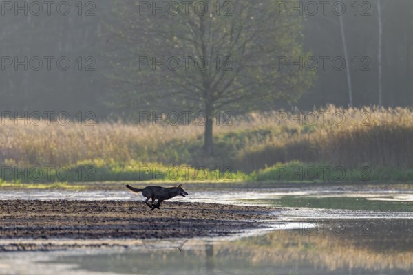 A few seconds after the red animal and calf have disappeared from view, a hunting wolf (Canis lupus) appears at high speed, hunting, pursuit, Germany