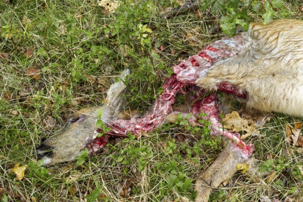 Close-up of a female roe deer (Capreolus capreolus) killed by a wolf (Canis lupus), dead, kill, victim, Germany