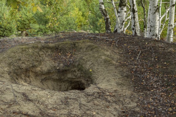 This abandoned wolf den (Canis lupus) is well exposed in a large heathland area, Germany