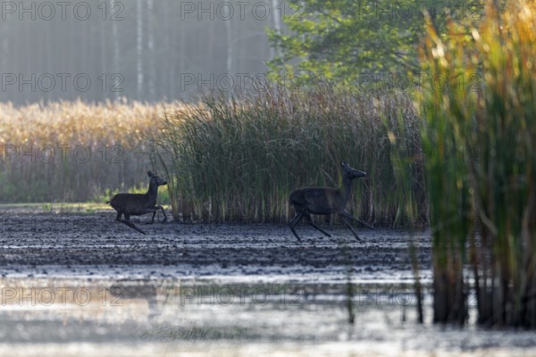 A red deer (Cervus elaphus) with calf flees from a wolf (Canis lupus), escape, hunting, pursuit, Germany