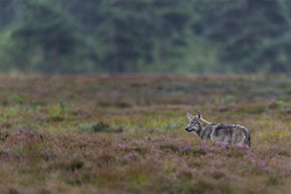 Wolf pup (Canis lupus) aged about 4 months hunting for mice, heather, heather blossom, heathland, Denmark