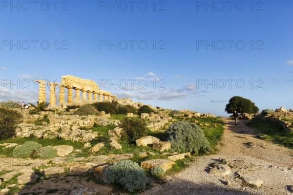 Temple in the ancient Greek city of Selinunte, acropolis, Doric style, hiking trail, archaeological site, restoration, Selinunte, Castelvetrano, Trapani, Sicily, Italy