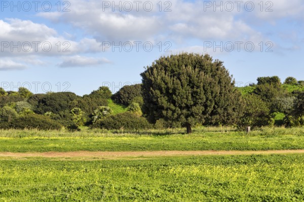 Rocky oak, Mediterranean landscape, Selinunte, Castelvetrano, Trapani, Sicily, Italy