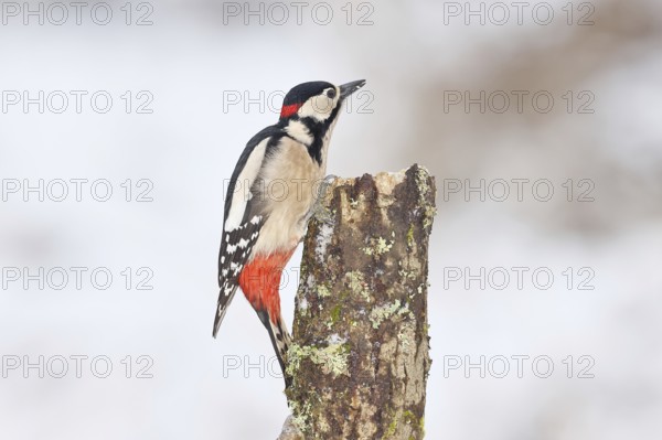 Great spotted woodpecker (Dendrocopos major), male, foraging on a tree stump overgrown with moss and lichen in the forest, Wilnsdorf, North Rhine-Westphalia, Germany