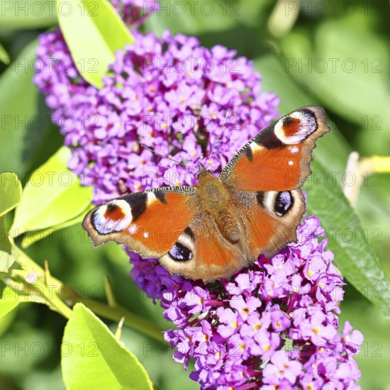 Peacock butterfly (Inachis io) sucking nectar on butterfly bush (Buddleja davidii), in a natural environment in the wild, close-up, wildlife, insects, butterflies, butterflies, Wilnsdorf, North Rhine-Westphalia, Germany