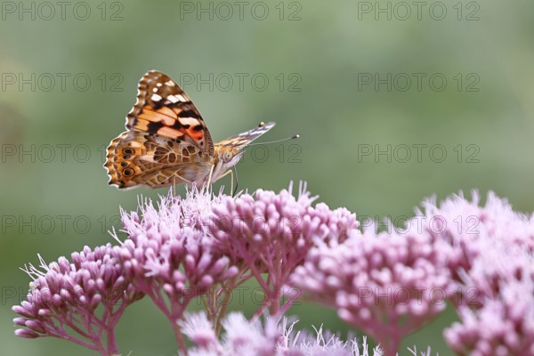 Thistle butterfly (Vanessa cardui) on a flower of Hemp agrimony (Asteraceae) on a forest path, close-up, Wilnsdorf, North Rhine-Westphalia, Germany