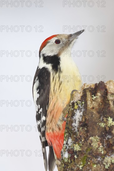 Middle spotted woodpecker (Dendrocopos medius) foraging on dead wood of an oak (Quercus), animal portrait, Wilnsdorf, North Rhine-Westphalia, Germany