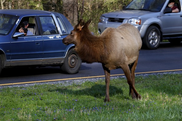 An elk stands on the side of the road and watches the cars passing by, Newfound Gap Road, Great Smoky Mountains, USA