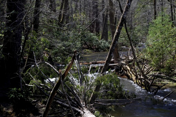 Dense forest with a clear river along Little River Road, Little River Road, Great Smoky Mountains, USA