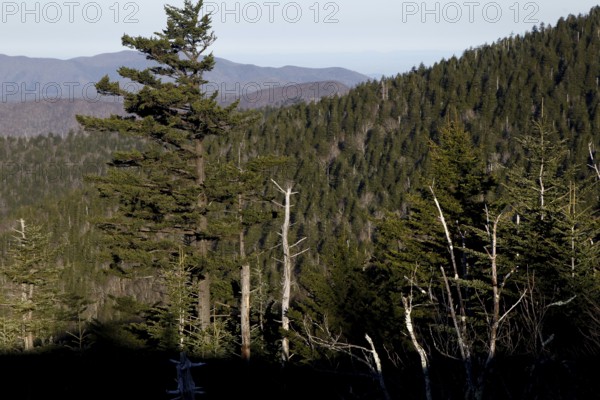 Panorama of wooded mountains from Chlingmans Dome, USA, Chlingmans Dome, Great Smoky Mountains, USA