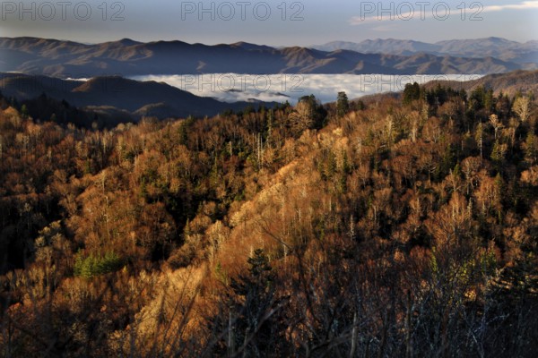 Autumn mountain landscape with fog near Chlingmans Dome, USA, Chlingmans Dome, Great Smoky Mountains, USA
