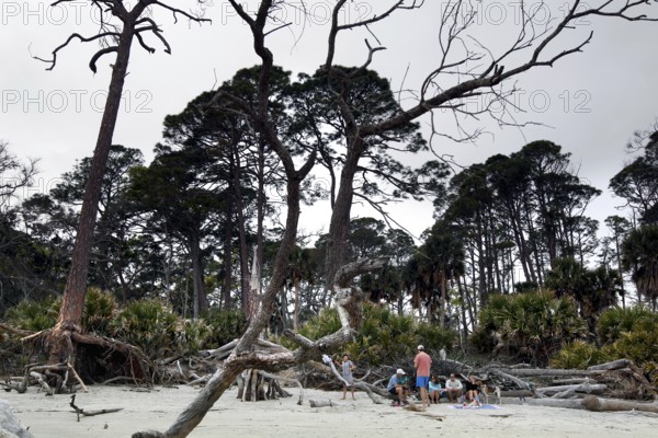 Driftwood and trees on a secluded sandy beach, Hunting Island, South Carolina, USA