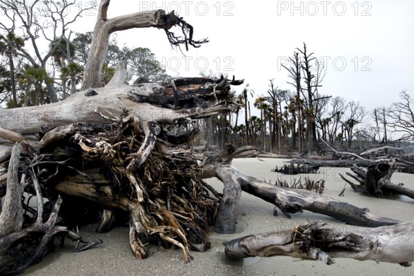 Weathered driftwood and trees on a secluded stretch of beach, Hunting Island, South Carolina, USA