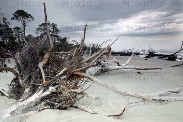 Driftwood on a sandy beach under cloudy sky, Hunting Island, South Carolina, USA