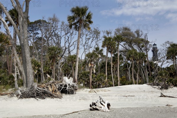 Sandy beach with palm trees and driftwood under blue sky, Hunting Island, South Carolina, USA