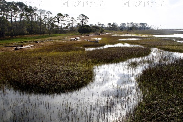 Landscape with marshland and scattered water areas in natural environment, Hunting Island, South Carolina, USA