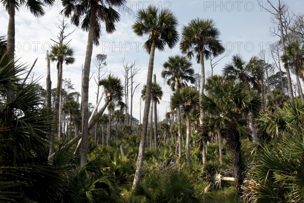 Tall palm trees in a thick, green jungle in daylight, Hunting Island, South Carolina, USA