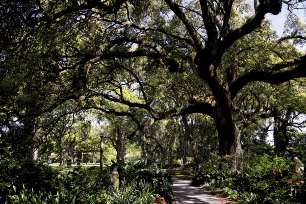 Shady path under large, sprawling trees, zero