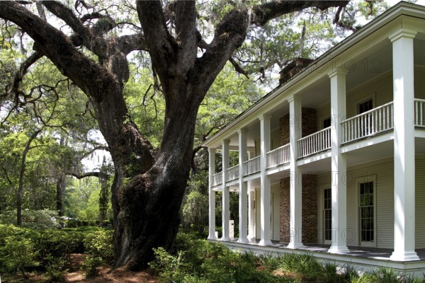 A house in Eden Garden State Park with a large tree in the foreground, Eden Garden State Park, Florida, USA