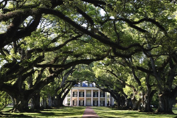 Oak alley leads to the main house of Oak Alley Plantation, Oak Alley Plantation, Louisiana, USA