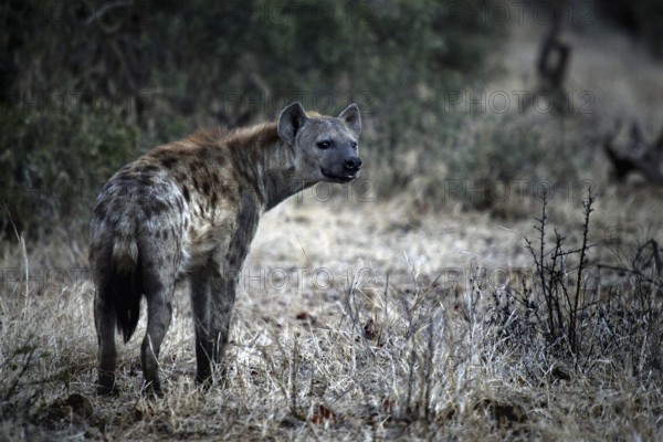 Hyena stands in the dry grass of Kruger National Park near Shingwedzi, Kruger National Park, Shingwedzi, South Africa