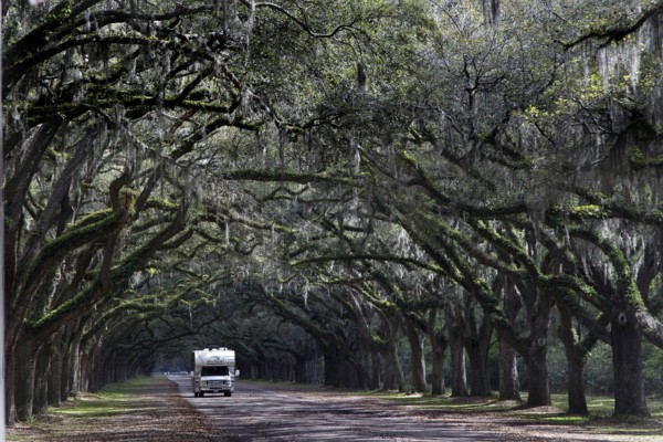 An RV drives through an alley surrounded by old oak trees in Wormsloe Plantation, Savannah, Georgia, USA