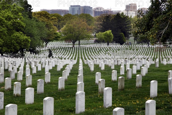 White tombstones stretch in straight rows across green terrain under blooming trees, Washington D.C, USA