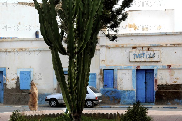 Sidi Ifni Old Town with Twist Club, Blue Doors and Cactus, Sidi Ifni, Souss-Massa, Morocco